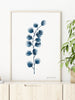 Postern Eukalyptus föreställer växten Eukalyptus i blå eller grå på vit bakgrund.